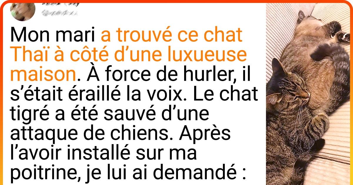 20+ Animaux qui ont vécu beaucoup de souffrances avant de tomber sur un humain digne de ce nom