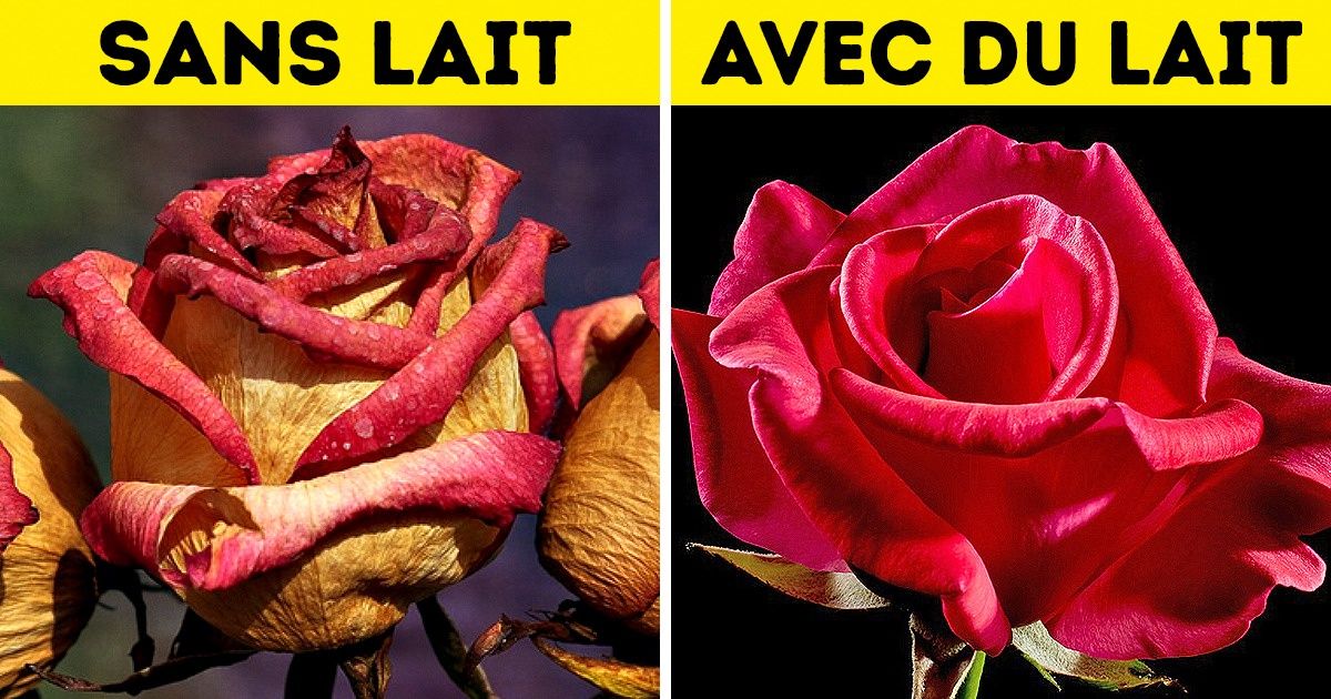 10 Choses que tu peux faire avec le lait, en plus de le boire