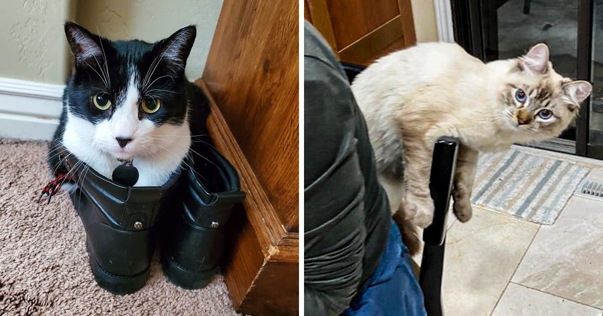 25 Chats qui insistent à se pelotonner dans des espaces surprenants