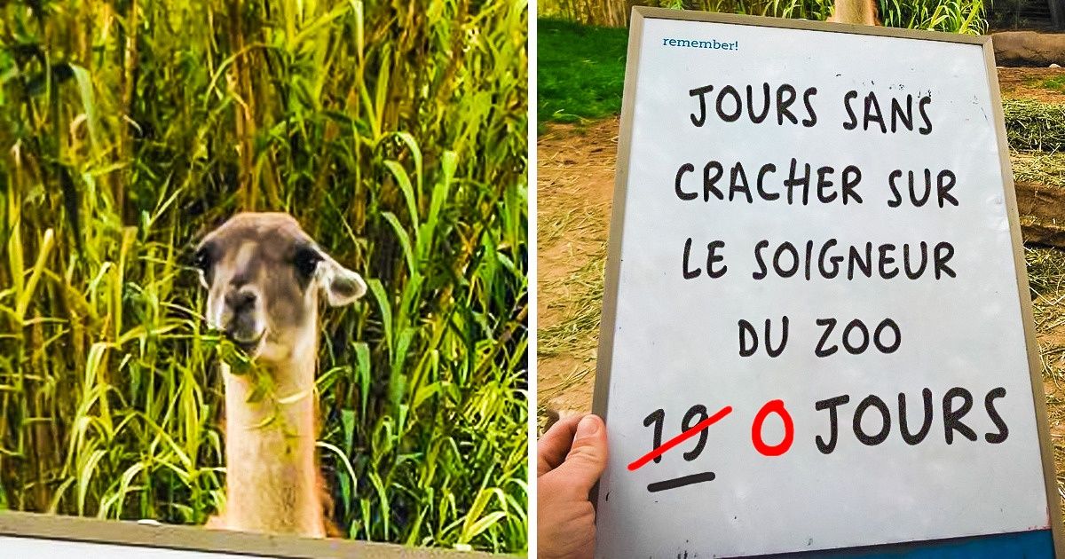 15 Animaux qui font des bêtises en toute impunité