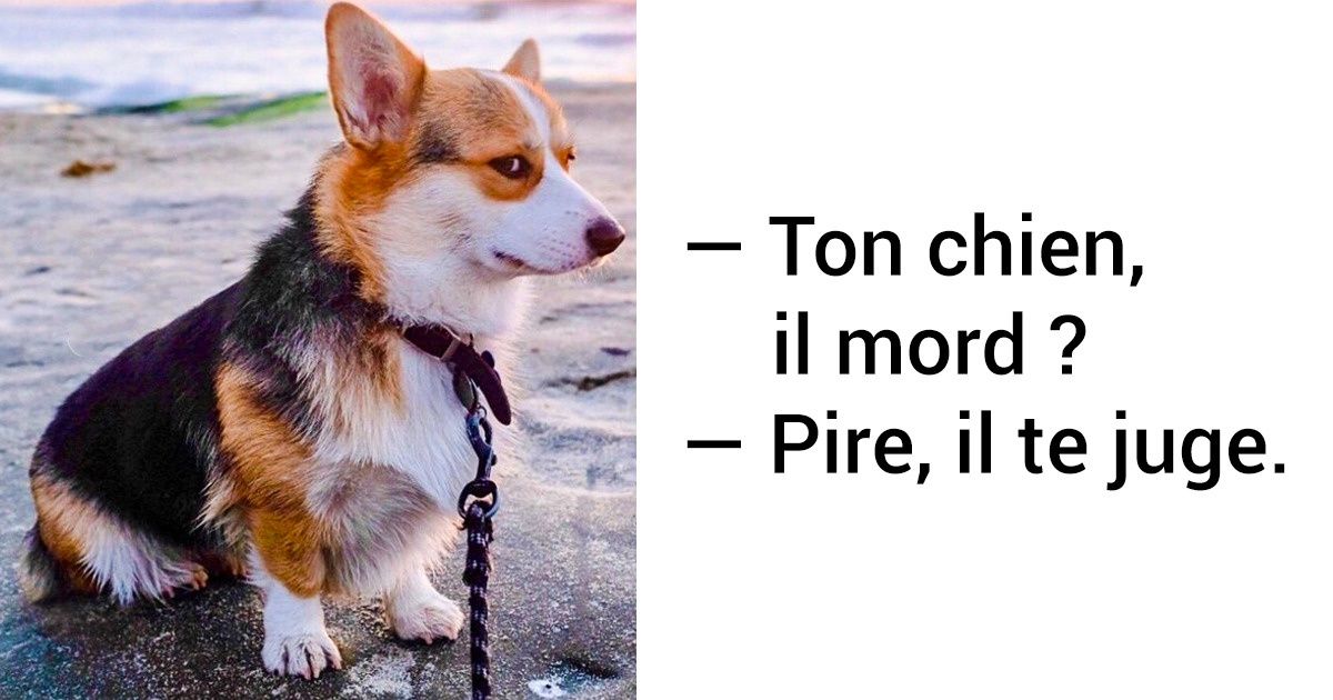 25+ Animaux qui en ont eu marre de se cacher sous l’apparence d’une gentille peluche 25+ Animaux qui en ont eu marre de se cacher sous l’apparence d’une gentille peluche
