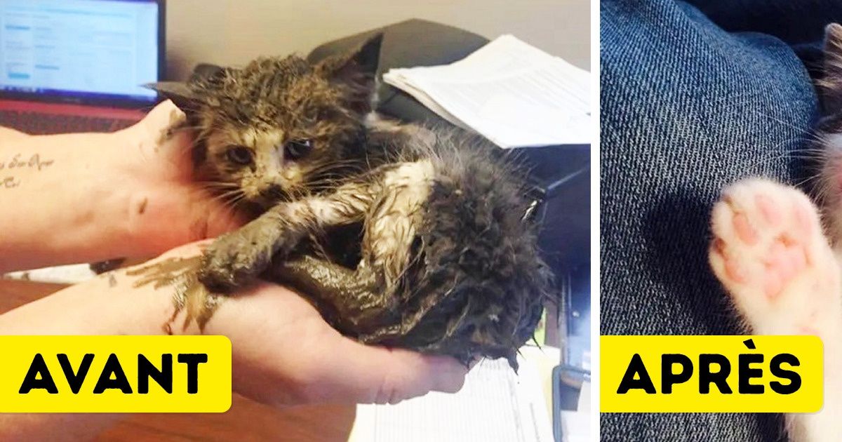 20+ Animaux qui ont eu la chance de trouver un nouveau foyer et qui ont radicalement changé par la suite