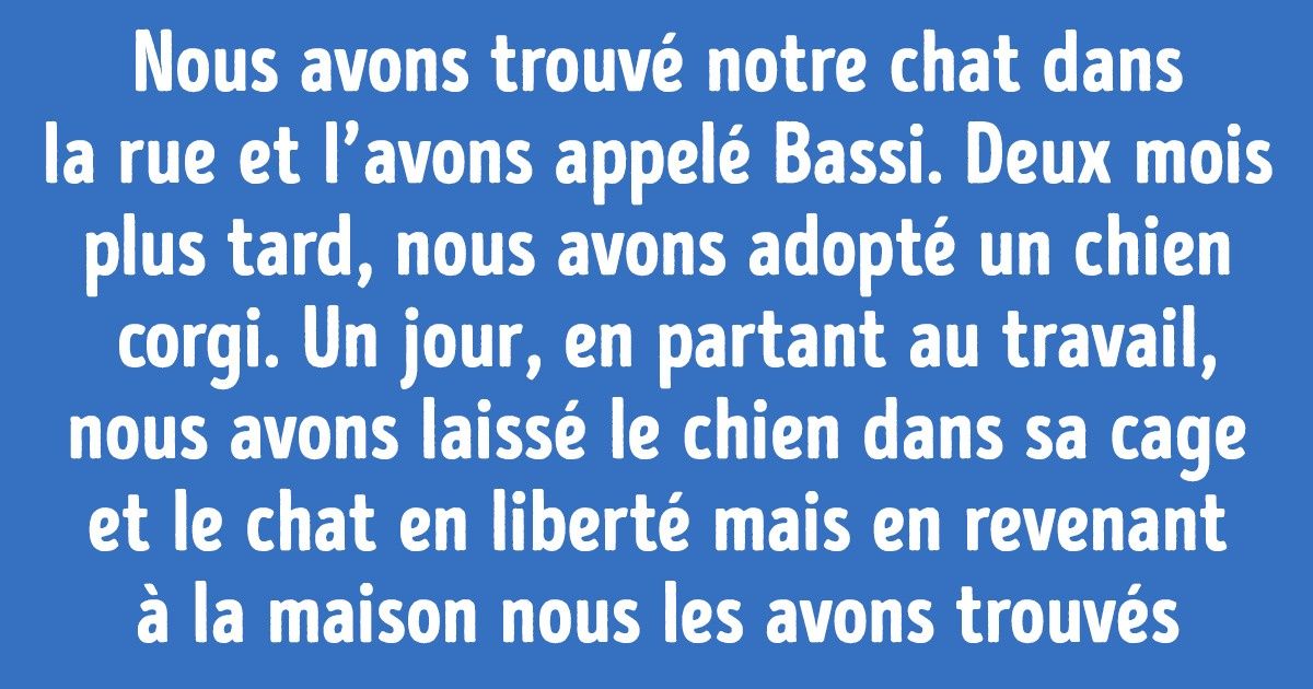 20+ Histoires de chiens et chats qui sont devenus amis malgré les préjugés