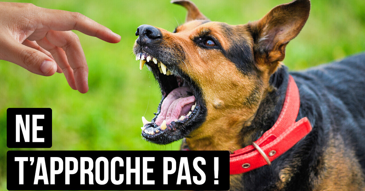 Ne t’Approche pas d’un Chien qui Porte un Collier Rouge
