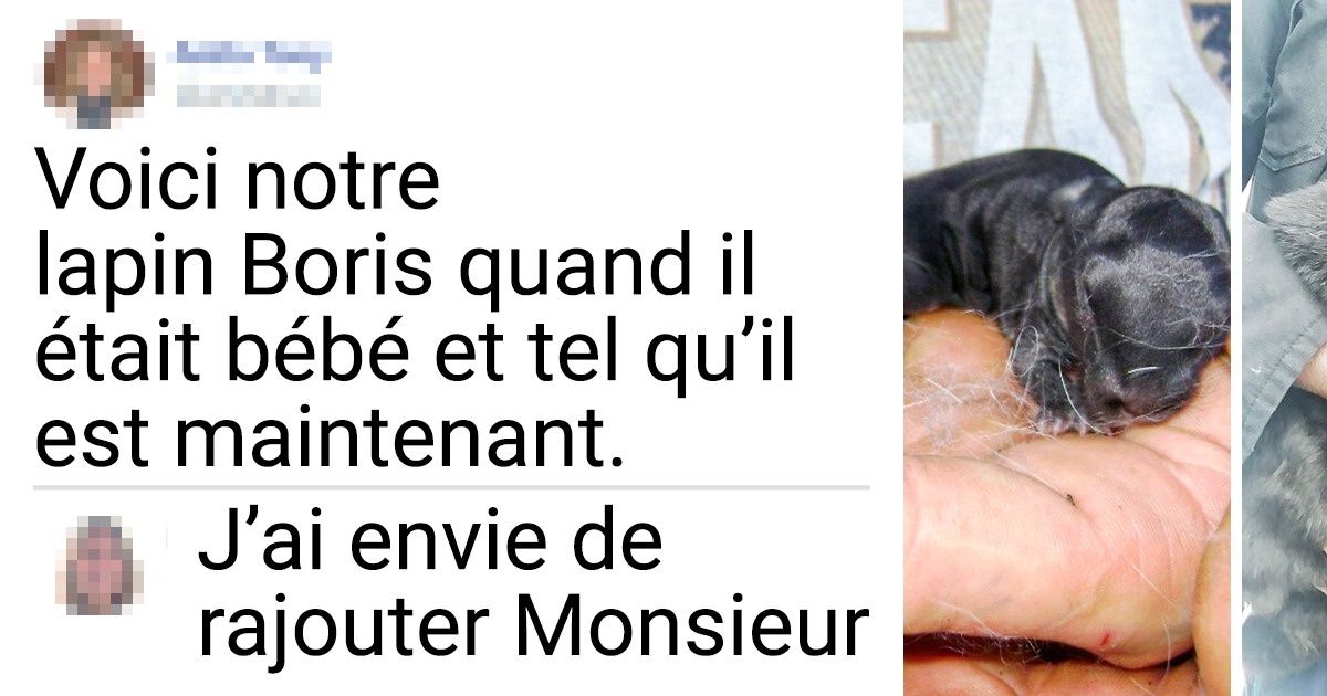 20+ Charmants lapins qui cachent plein de surprises sous leurs longues oreilles
