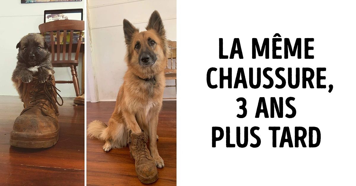 20 Photos avant/après qui nous rappellent pourquoi nous aimons autant nos animaux 20 Photos avant/après qui nous rappellent pourquoi nous aimons autant nos animaux