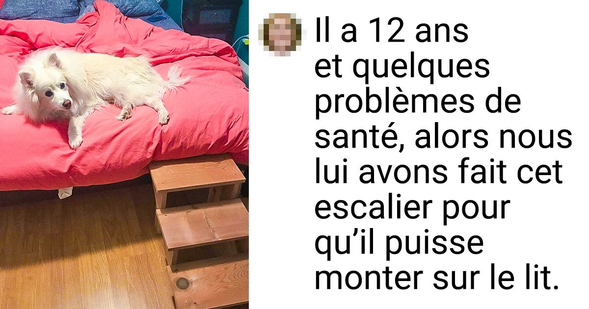 16 Animaux âgés qui continuent d’être les enfants rois de la maison