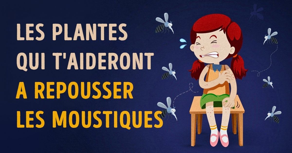 Ces plantes t’aideront à repousser les moustiques