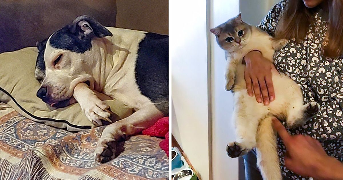 15 Situations où nous avons sursauté en croyant voir quelque chose d’impossible