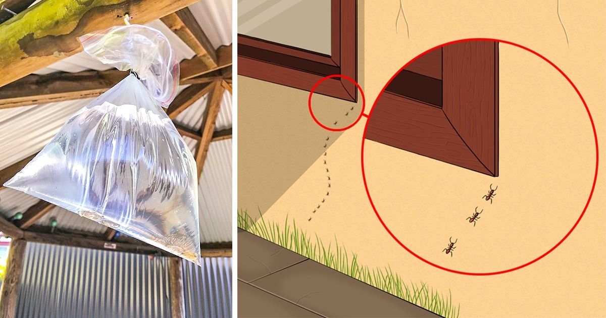 Découvre 10 manières pour éviter d’avoir des insectes chez soi