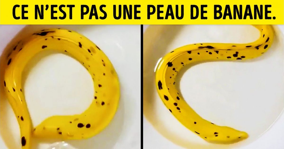 Ces 20 choses ont atteint le niveau maximal dans l’art du camouflage