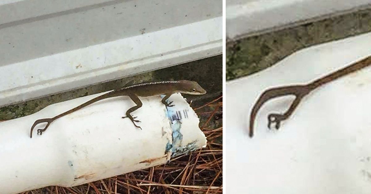 27 Photos pour ceux qui pensaient avoir tout vu dans cette vie