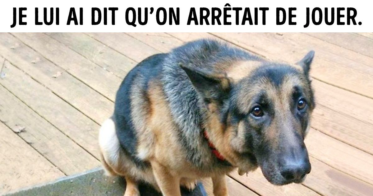 21 Adorables toutous qui ont eu une dure journée, et qui nous donneraient presque envie de pleurer 21 Adorables toutous qui ont eu une dure journée, et qui nous donneraient presque envie de pleurer
