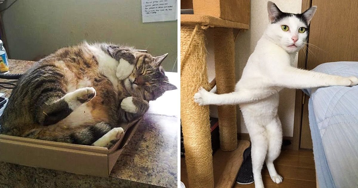 25+ Chats délurés qui ont triomphé sur Internet
