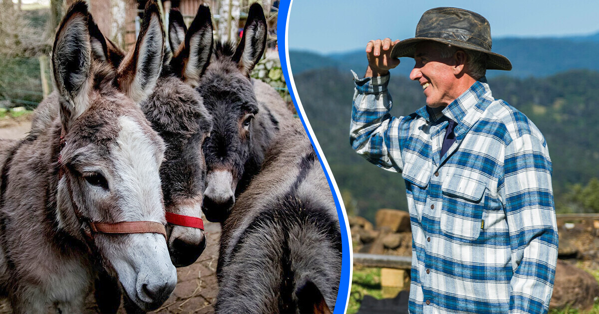 Il pèse les enfants avant de les faire monter sur ses ânes et suscite une polémique sur internet Il pèse les enfants avant de les faire monter sur ses ânes et suscite une polémique sur internet