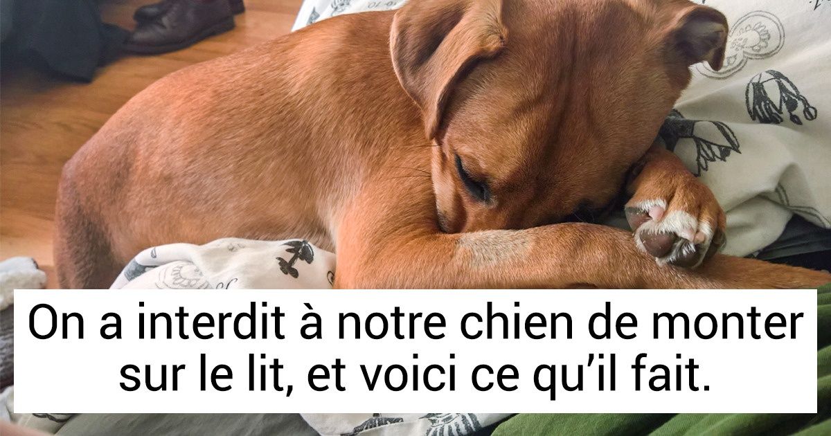 18 Situations hilarantes auxquelles les gens ont dû faire face grâce à leurs animaux de compagnie