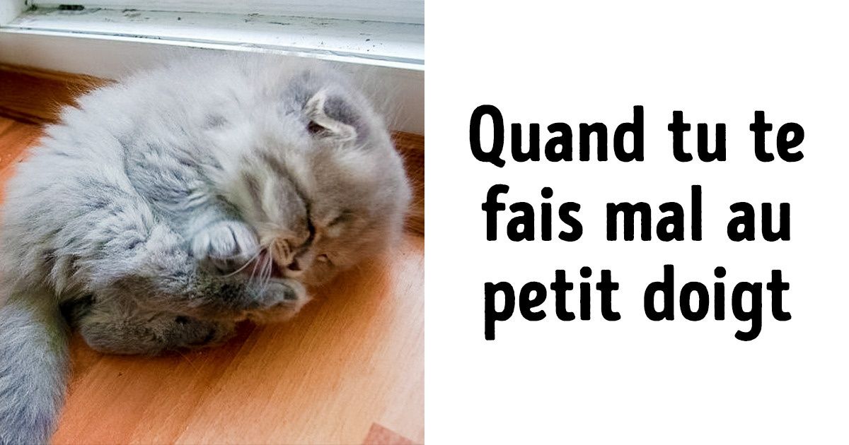 21 Preuves que les animaux sont égaux aux personnes, seulement en manteaux de poils (nouvelle sélection)