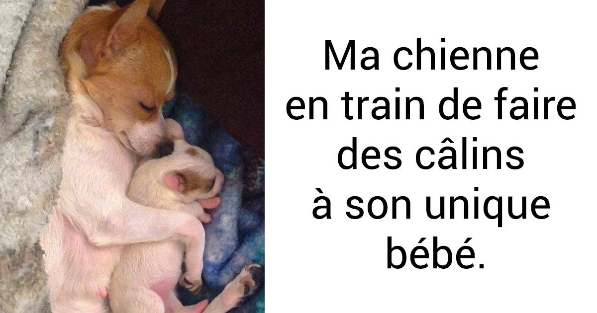 20 Petites familles d’animaux qui sont plus délicieuses qu’une crème glacée en plein été