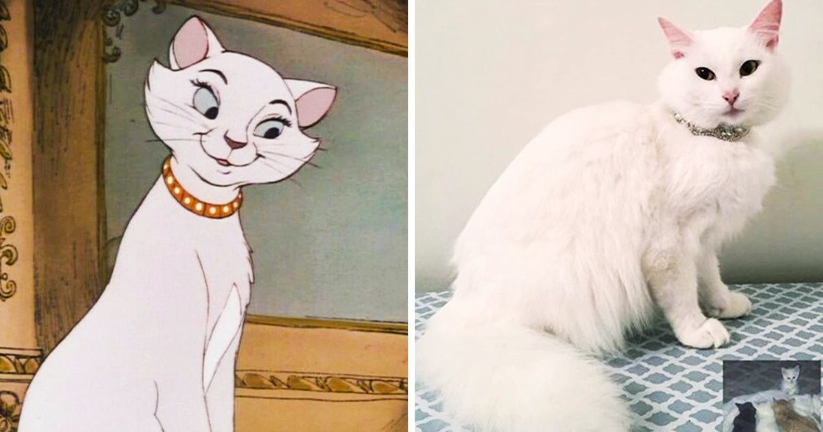 Cette chatte rescapée a été nommée Duchesse et a eu 3 bébés comme dans le film “Les Aristochats” Cette chatte rescapée a été nommée Duchesse et a eu 3 bébés comme dans le film “Les Aristochats”