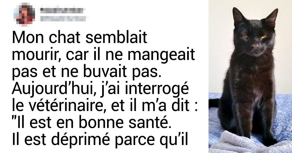 20+ Personnes qui ont un chat, mais qui rêvent maintenant d’avoir au moins un moment de répit
