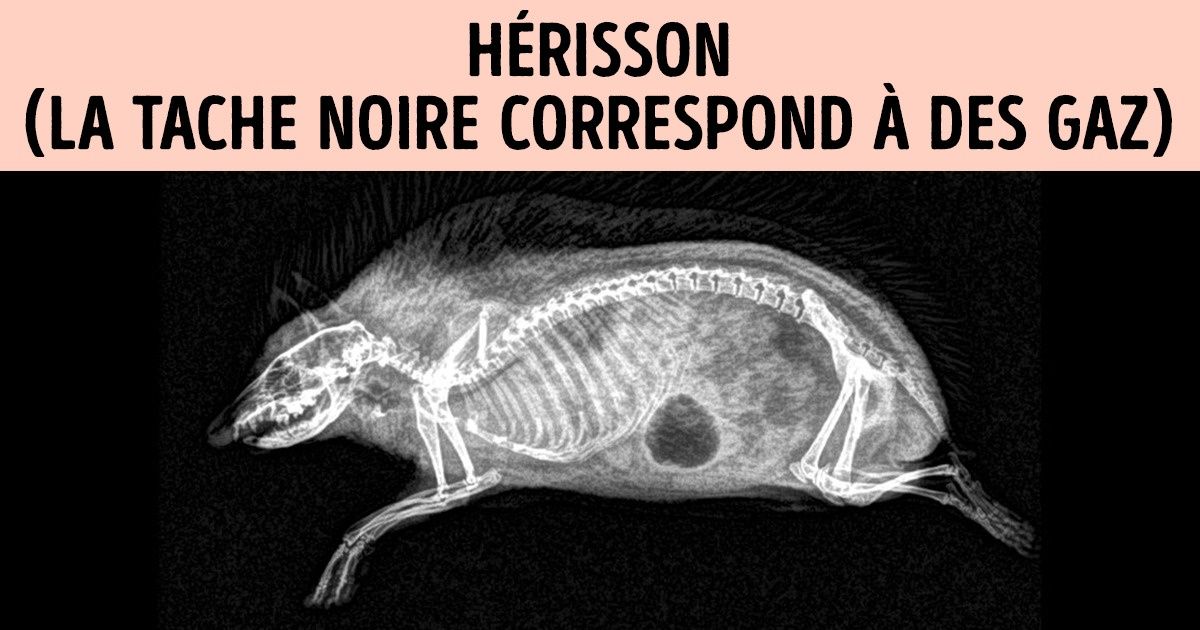 13 Animaux que tu n’as sans doute jamais vus sous rayons X