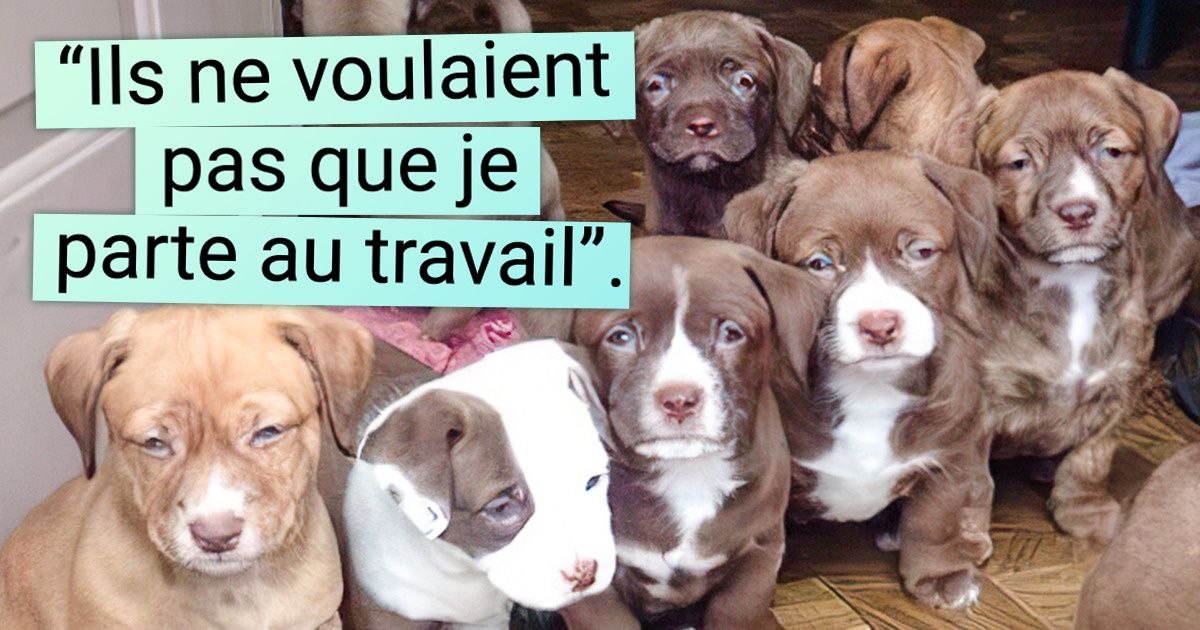 25 Animaux qui ne veulent pas se séparer de leurs maîtres, ni leur permettre de travailler