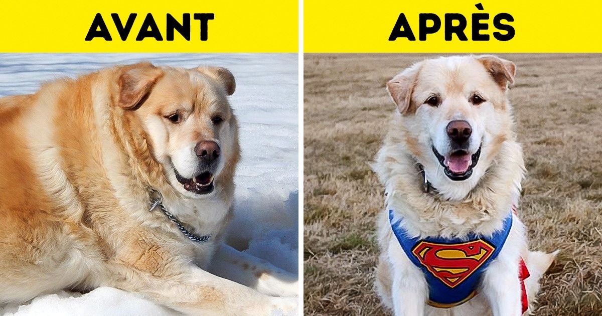 Ce chien avec un niveau alarmant d’obésité perd du poids après son adoption, et son histoire est très émouvante Ce chien avec un niveau alarmant d’obésité perd du poids après son adoption, et son histoire est très émouvante