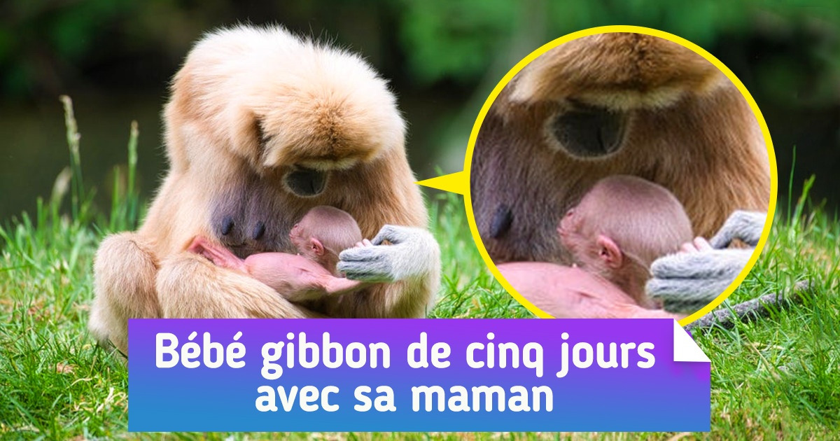 17 Photos qui prouvent que la beauté de la maternité existe même dans le monde des animaux