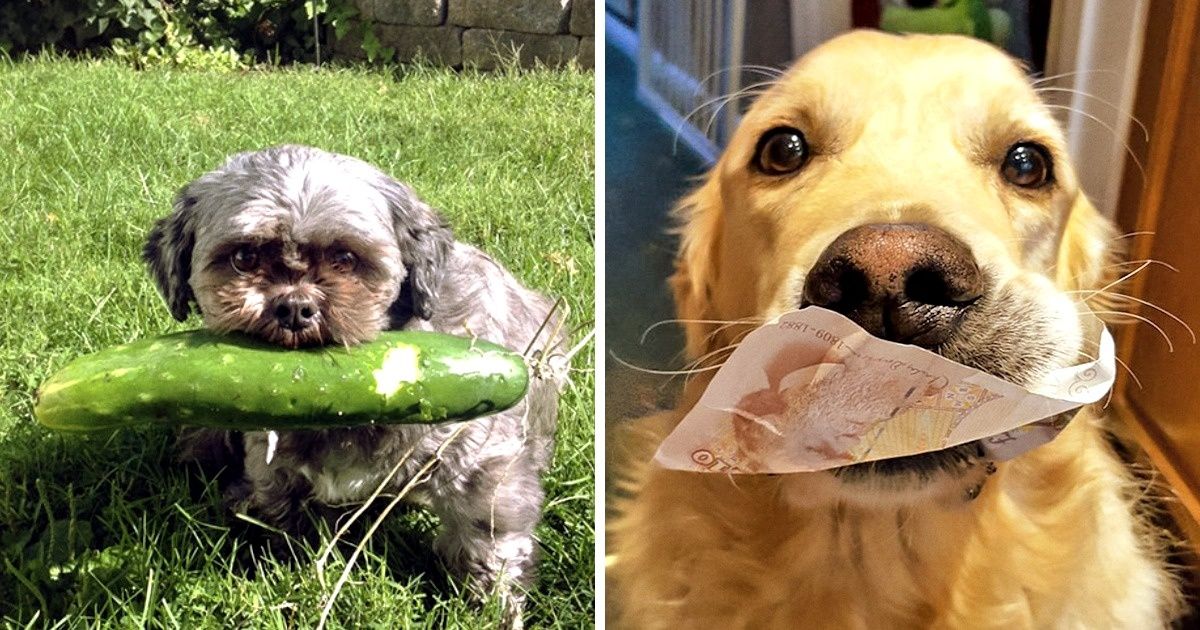 Découvre 22 trésors que des chiens ont rapportés à leurs maîtres