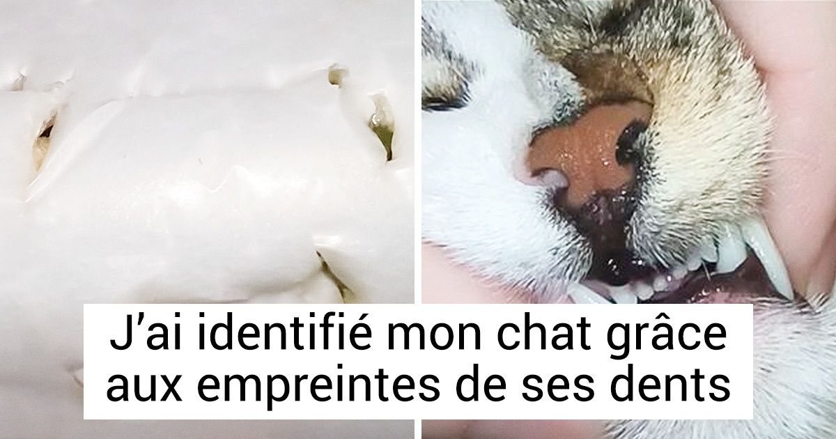20+ Animaux de compagnie que leurs maîtres ont regretté d’avoir laissés seuls