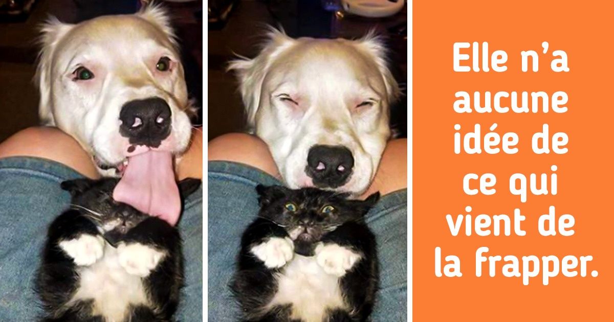 20 Photos qui risquent de faire mourir de rire l’enfant qui sommeille en toi