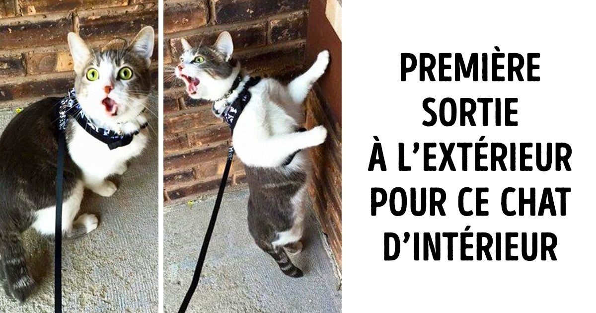 Découvre ces 20 photos très amusantes d’animaux de compagnie vivant chacun une toute nouvelle expérience