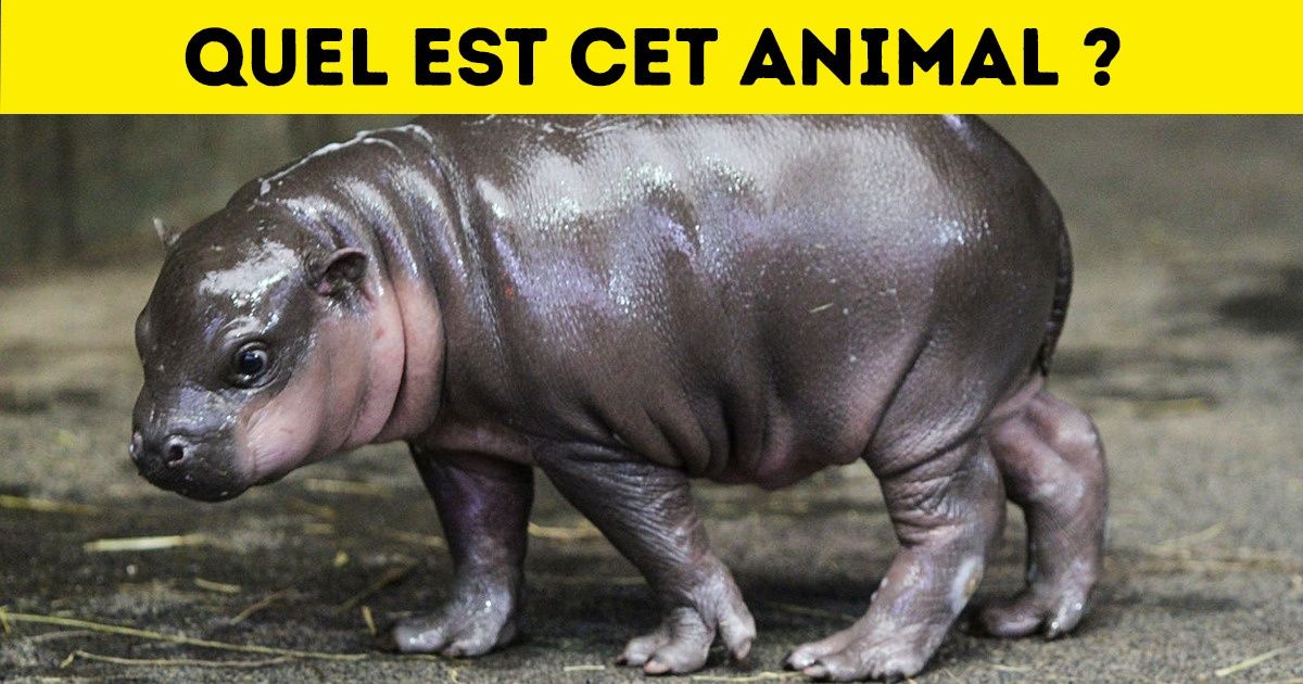 TEST : pourras-tu deviner de quel animal il s’agit sur les photos ?