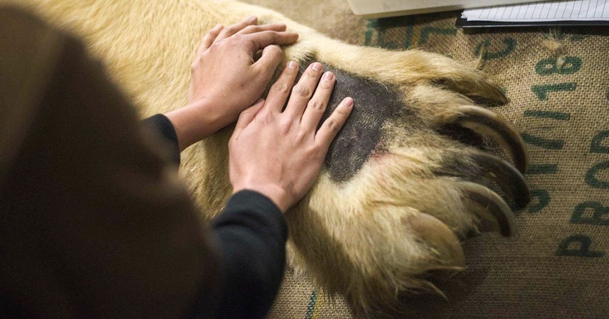 17 Choses et animaux beaucoup plus grands que ce que nous avons toujours pensé
