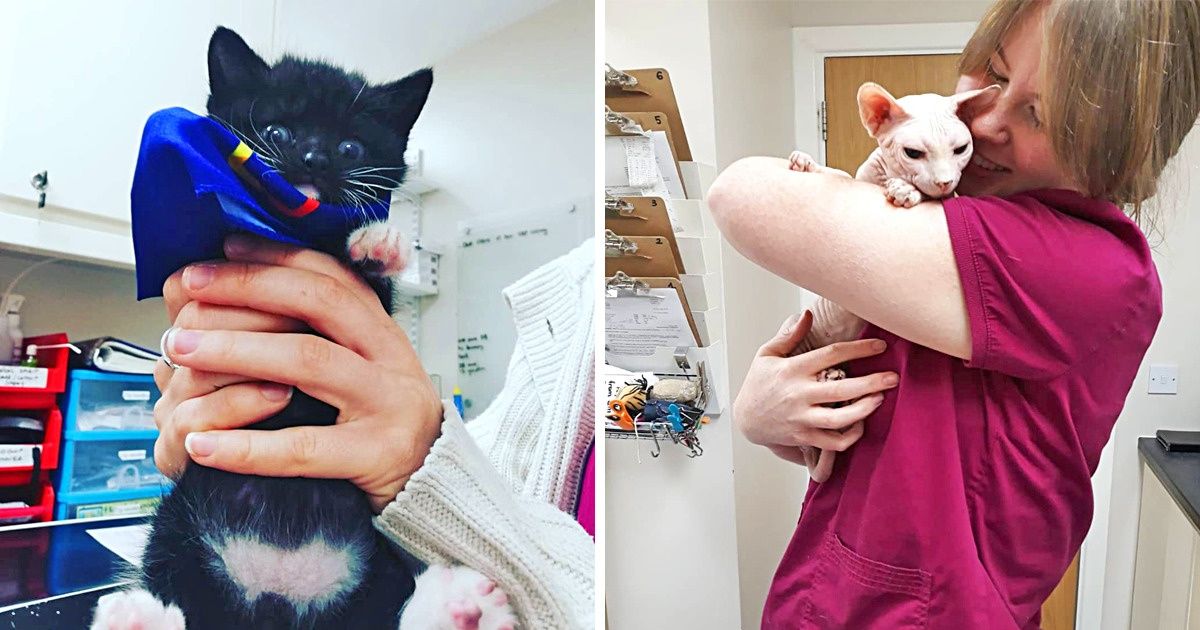 Cette clinique irlandaise paie des gens pour venir caresser les chatons malades, et beaucoup de personnes veulent faire ce travail Cette clinique irlandaise paie des gens pour venir caresser les chatons malades, et beaucoup de personnes veulent faire ce travail