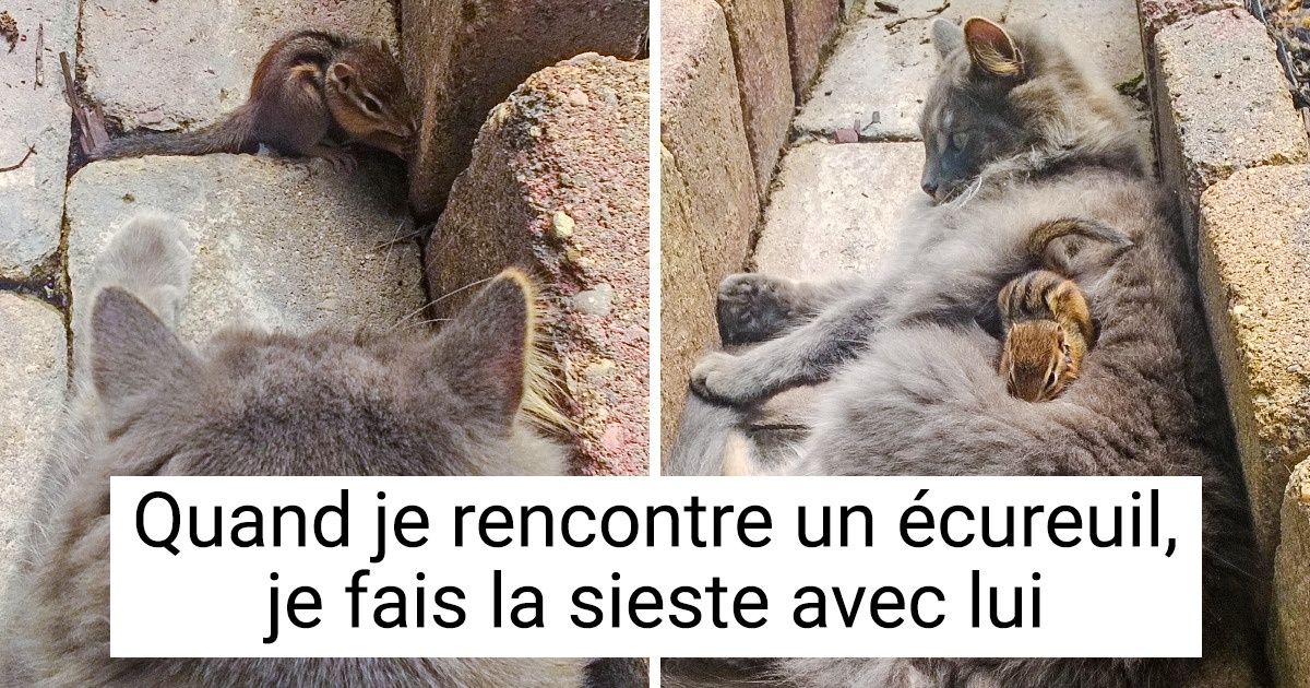 18 Photos montrant à quel point les animaux sont doués pour faire la sieste en toutes circonstances