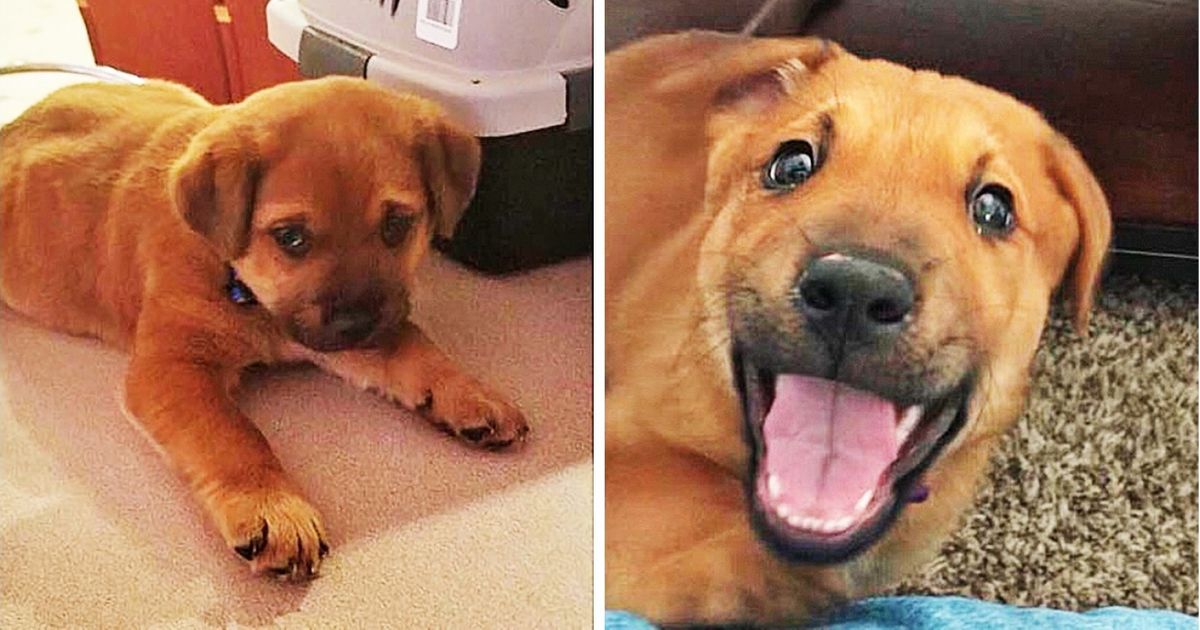 Ces personnes ont adopté des chiens errants, et leurs photos “avant/après” prouvent qu’il est vraiment facile de rendre un animal heureux !
