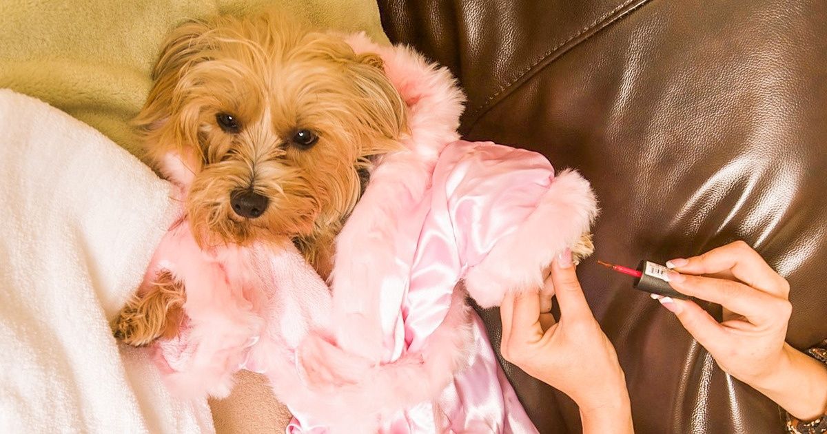 Un site internet recherche le premier chien critique d’hôtels “pet friendly” pour voyager dans le monde (avec son maître bien sûr) Un site internet recherche le premier chien critique d’hôtels “pet friendly” pour voyager dans le monde (avec son maître bien sûr)