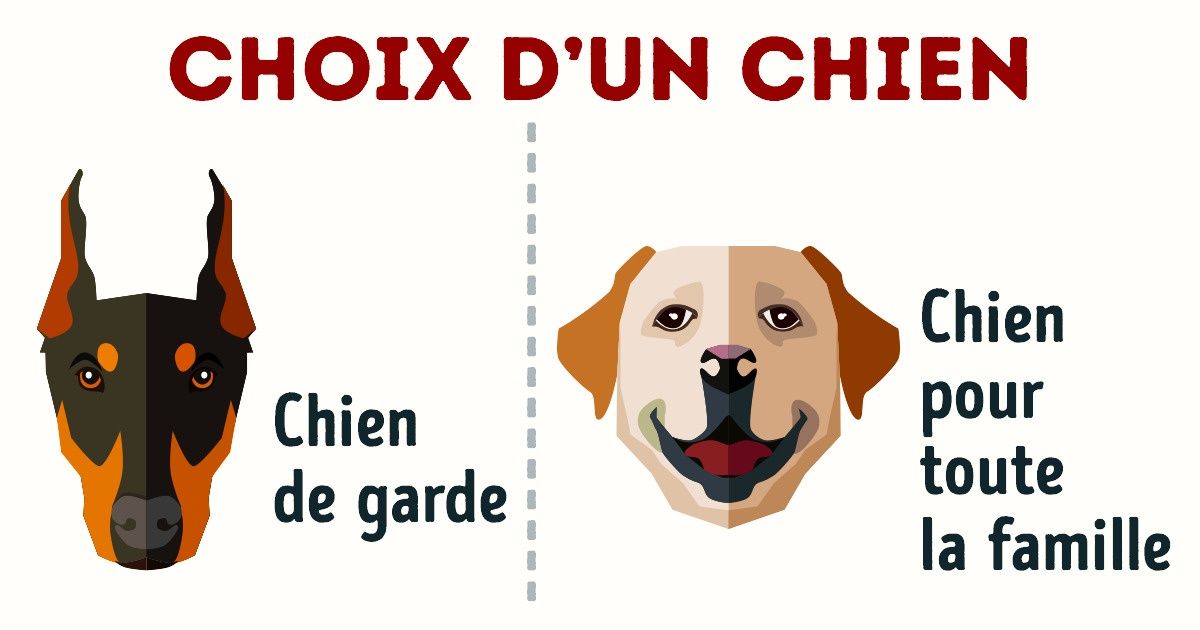Un guide complet pour trouver le chien qui s’adaptera parfaitement à ton style de vie et à ta personnalité
