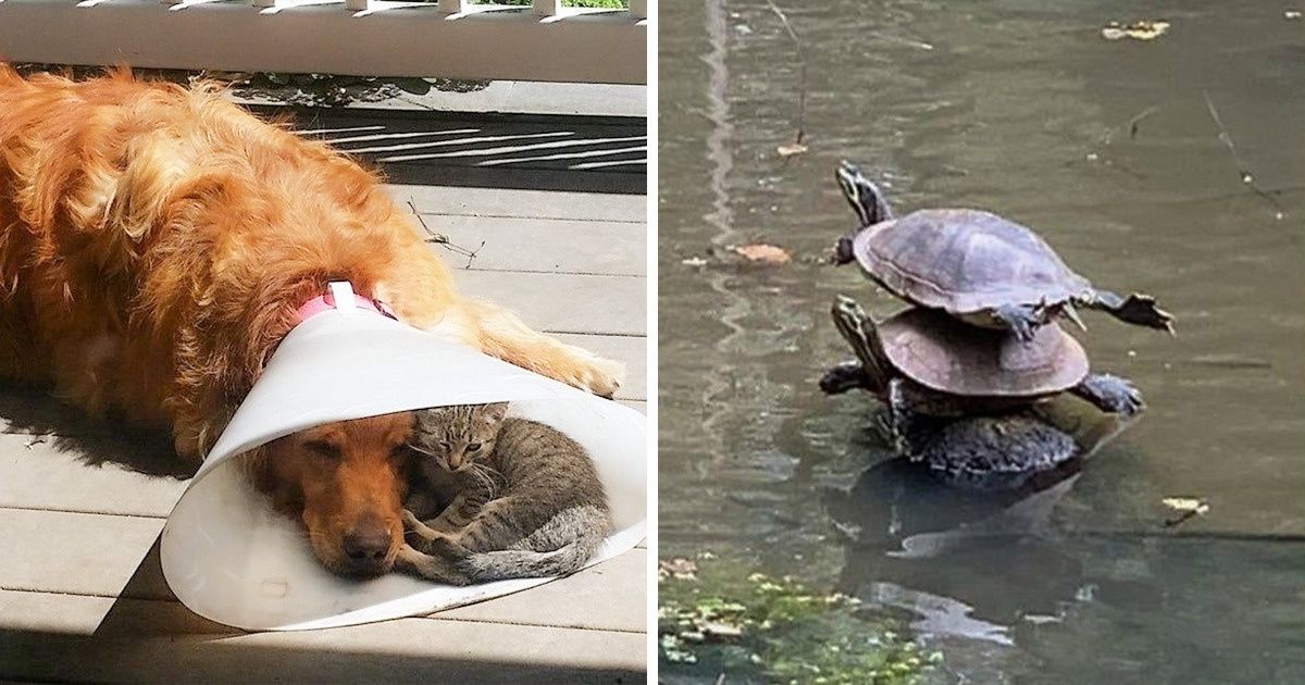 15+ Photos qui prouvent que le soutien est ce qu’il y a de plus précieux dans la vie