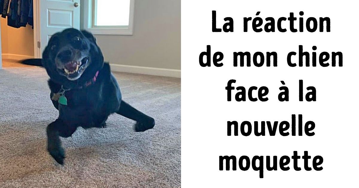 20 Chiens dont les émotions sont si passionnées que tu peux les sentir rien qu’en regardant l’écran 20 Chiens dont les émotions sont si passionnées que tu peux les sentir rien qu’en regardant l’écran