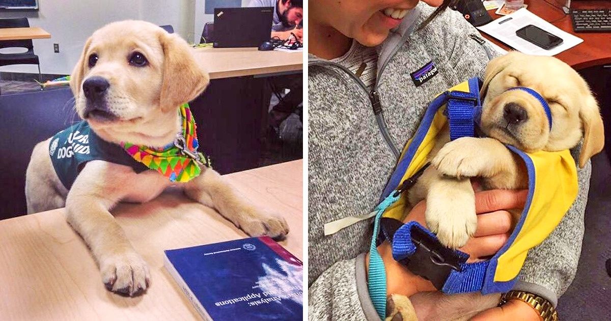 20 Chiens au travail qui remporteront facilement le prix de l’employé le plus mignon de l’année