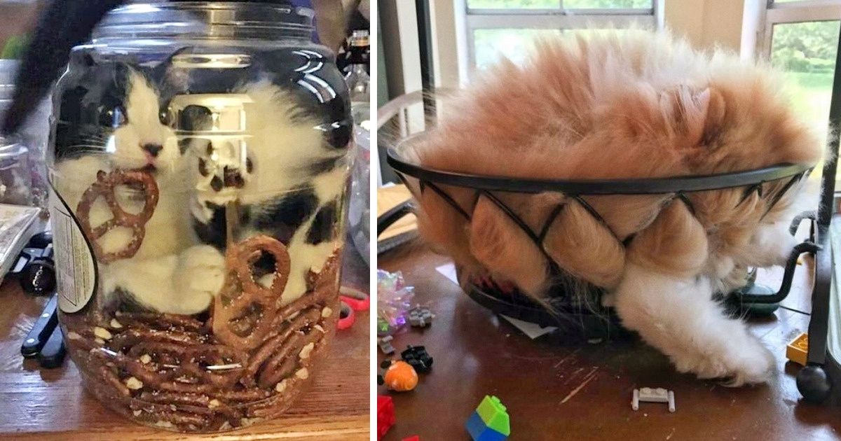 20 Chatons qui ignorent absolument tout des lois de la physique