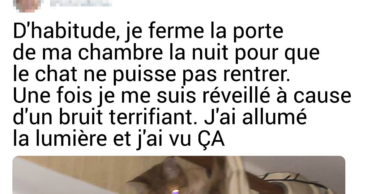 16 Situations qu’ont déjà connues tous les maîtres d’animaux domestiques