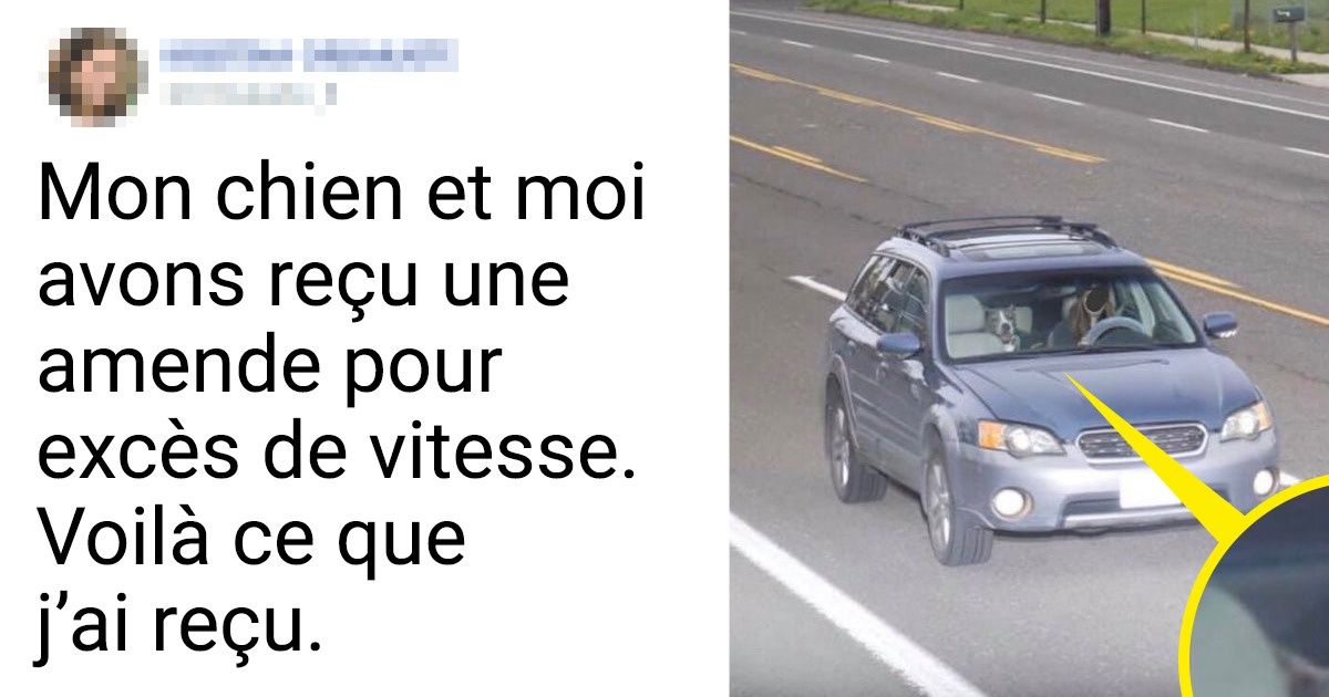 19 Photos d’animaux qui se relèvent dès qu’on les zoom