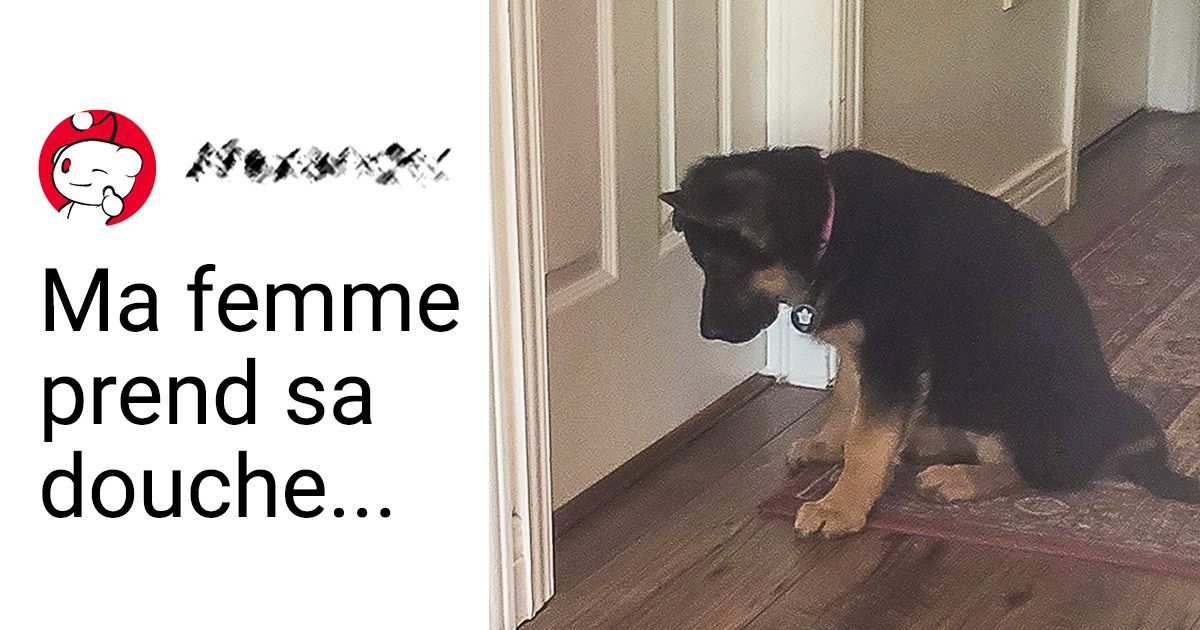 25 Photos de bergers allemands qui démentent leur côté peu affectueux