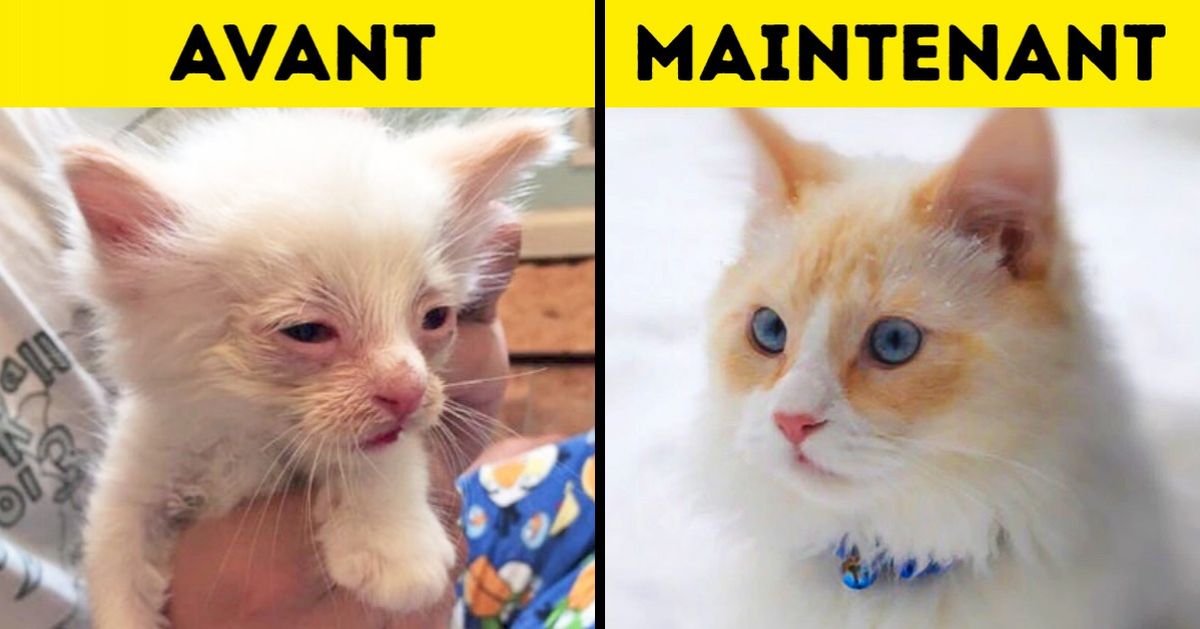 19 Photos de chats avant et après avoir été sauvés, qui montrent le pouvoir de l’affection