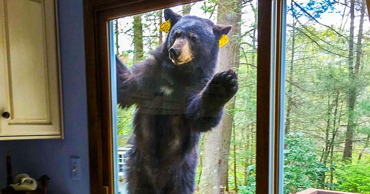 18 Photos qui vont te donner envie de toucher du bois