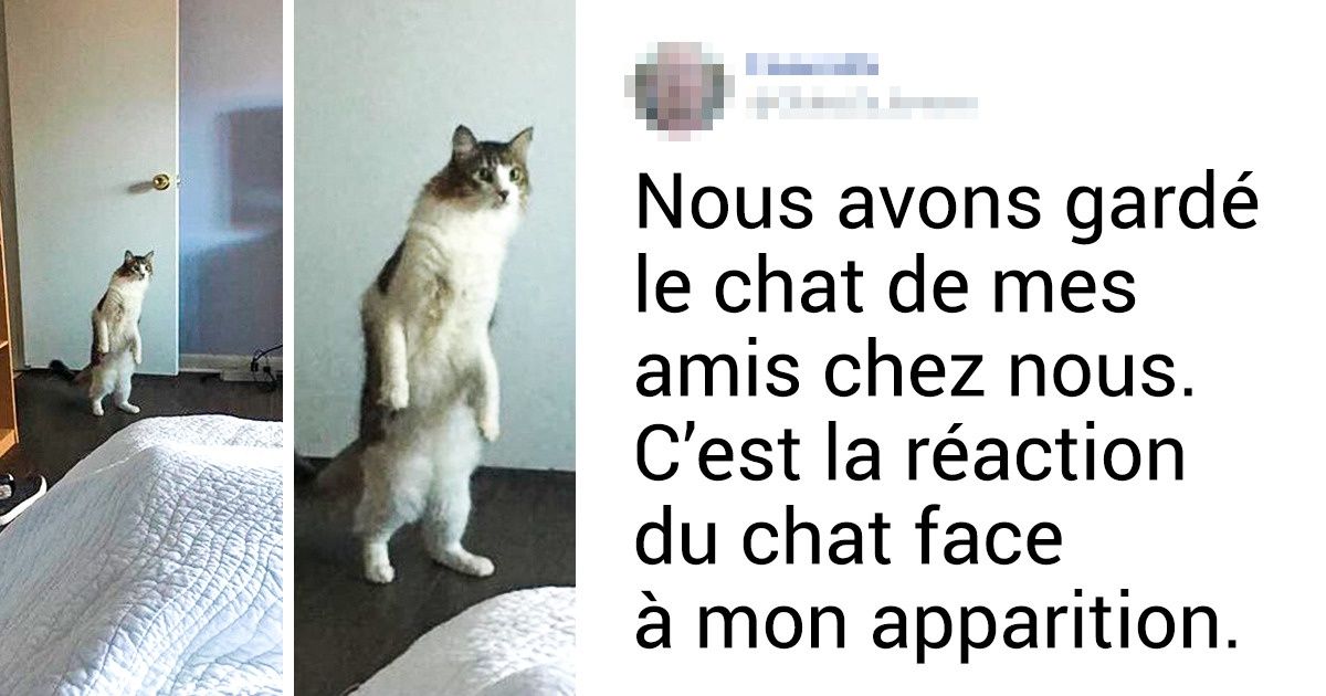 Tweets Qui Demontrent Que Les Chats Sont Les Meilleurs Clowns Du Monde