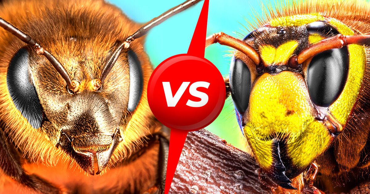 Abeilles contre frelons géants : qui va l’emporter ?